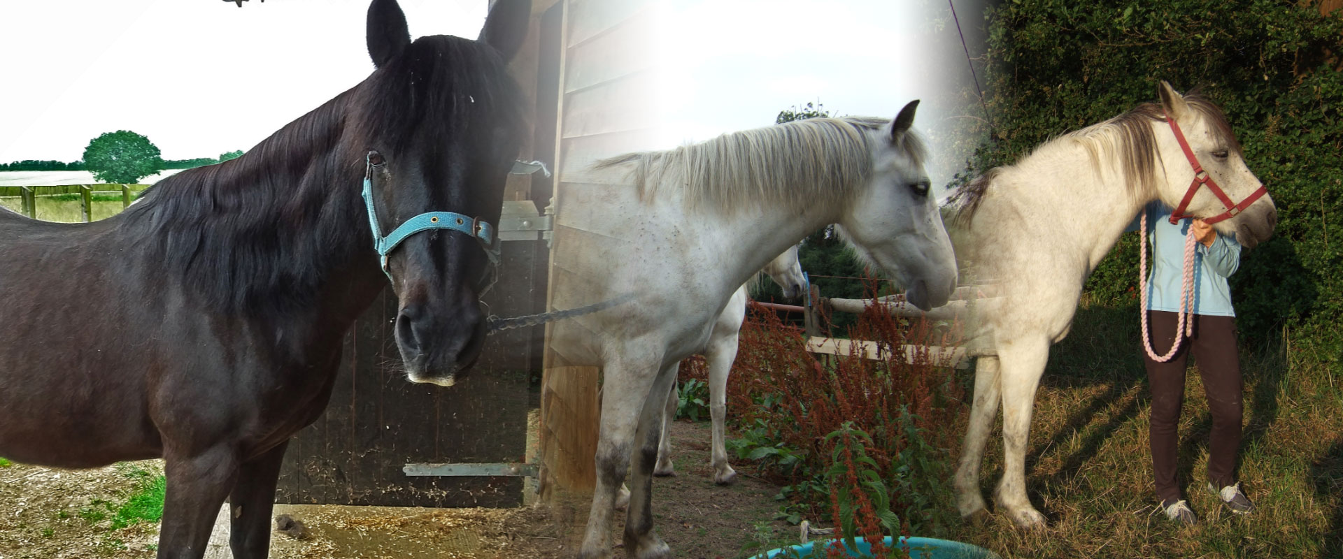 horses